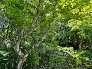 滋賀県　百済寺の風景