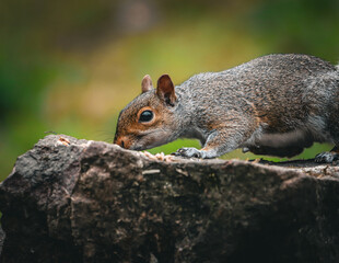 Squirrel perched on a tree stump beside lush green grass