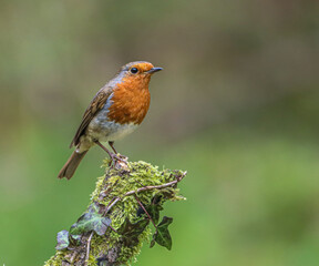 Fototapeta premium Tiny robin sits atop a moss-covered branch