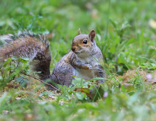 Solitary squirrel perched in grass