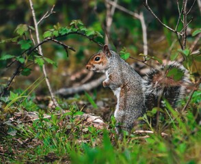 Squirrel standing in grass near trees