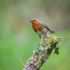 Robin perched on a moss-covered tree branch