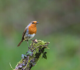 Robin perched on moss-covered tree limb