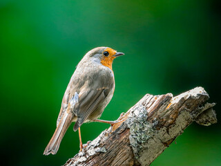 Robin perched on tree branch in natural setting