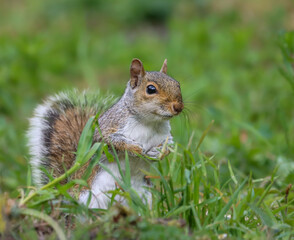 Small squirrel standing on grass, resting its paw on its front paws