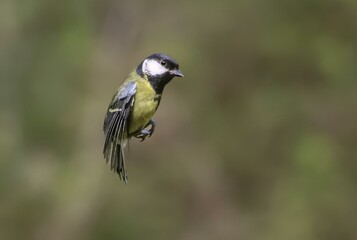 Fototapeta premium Great tit flying by grass and trees