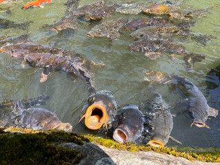 滋賀県　百済寺の風景　鯉