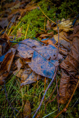Leaves on ground against green mossy grass in Ludvika town, Sweden