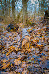 Deceased tree lies in a forest near water and trees on the bank in Ludvika town, Sweden