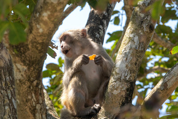 A macaque sits on a tree on a sunny day. Da Nang, Vietnam.