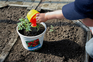 Close up of a toddler boy watering a small tomato seedling plant growing in a pot