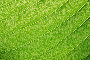 Close up of green leaf,leaf vein texture,background of green leaf,macro photo