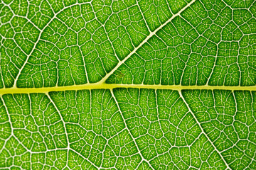 Close up of green leaf,leaf vein texture,background of green leaf,macro photo