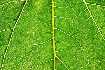 Close up of green leaf,leaf vein texture,background of green leaf,macro photo