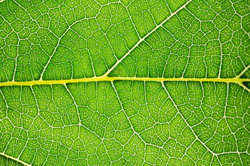 Close up of green leaf,leaf vein texture,background of green leaf,macro photo