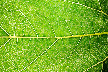 Close up of green leaf,leaf vein texture,background of green leaf,macro photo