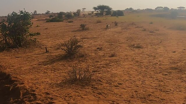 Safari Tour im Tsavo East Nationalpark (Kenya)