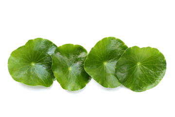 Fresh centella asiatica leaves. Gotu kola herb plant