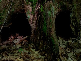 An old rotten oak stump covered with green moss with two hollows in the root in front of which there are many yellow fallen oak leaves on the ground.