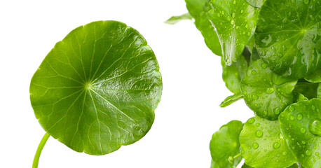 Fresh centella asiatica leaves. Gotu kola herb plant