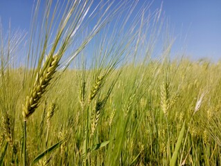 Green spikes of barley on the background of a barley field in summer under a clear sunny cloudless sky in spacious fields are ripening waiting for the harvest. A beautiful field landscape of a barley 