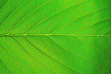 Close up of green leaf,leaf vein texture,background of green leaf,macro photo