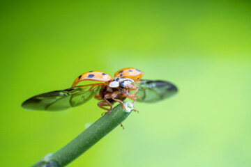 Harmonia axyridis in the wild state