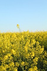 rapeseed field