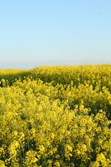 rapeseed field