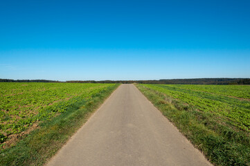 Dirt road through a field with blue sky backdrop