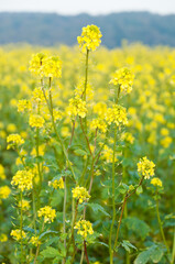 Obraz premium Vertical of mustard plants flower in the field in the autumn in Germany