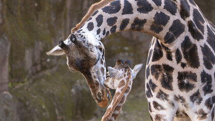 Mother and newborn Rothschild's giraffe Gaiazoo in Netherlands © Wirestock