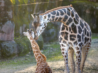 Mother and newborn Rothschild's giraffe Gaiazoo in Netherlands