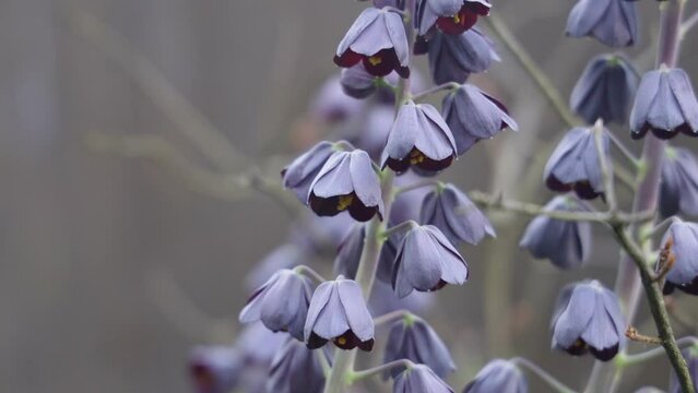 purple flowers in the garden grouse Persian, Fritillaria persica