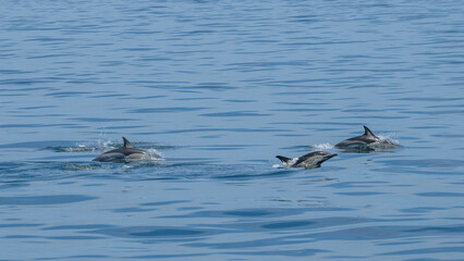 Scenic view of a group of dolphins swimming in the sea