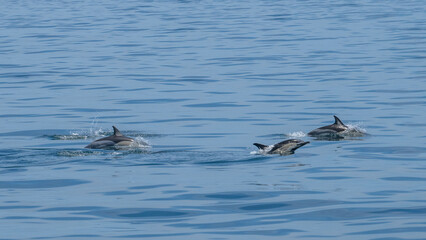 Fototapeta premium Scenic view of a group of dolphins swimming in the sea