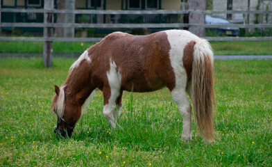 Fototapeta premium Miniature pony grazing in the grass of dandelions.