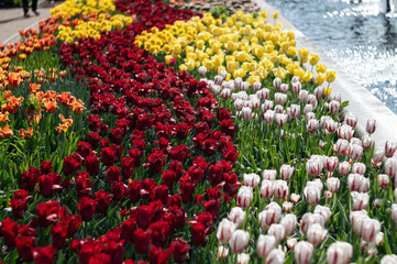 Person standing in front of multiple flower beds