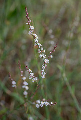 Close up of white flowers