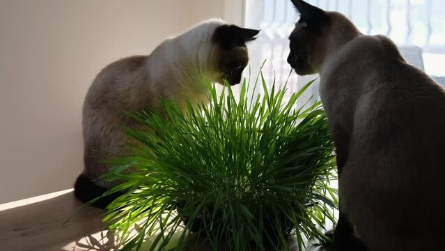 two siamese cats siblings eating home grown indoor green grass for pet digestion and vitamin care
