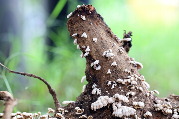 close up Tree mushroom texture. Beautiful nature mushroom background. Wild growing organic mushrooms. Close-up macro flora. Tree bark fungus. Brown and green moss.