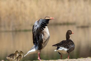 Greylag goose (anser anser) cleaning wings on shore of the lake
