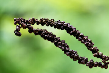 Dried black pepper on natural background.