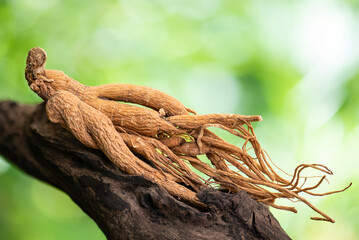 Ginseng or Panax ginseng on natural background.