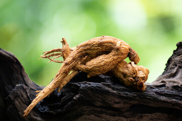 Ginseng or Panax ginseng on natural background.