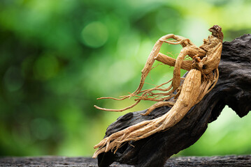 Ginseng or Panax ginseng on natural background.
