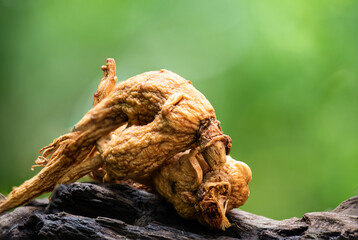 Ginseng or Panax ginseng on natural background.