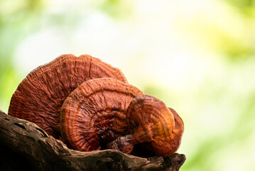 Reishi or lingzhi Mushroom on natural background.