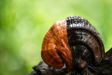 Red and black reishi or lingzhi mushroom on natural background.