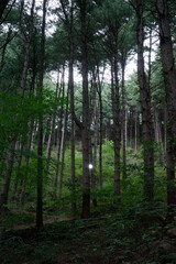 forest in the morning